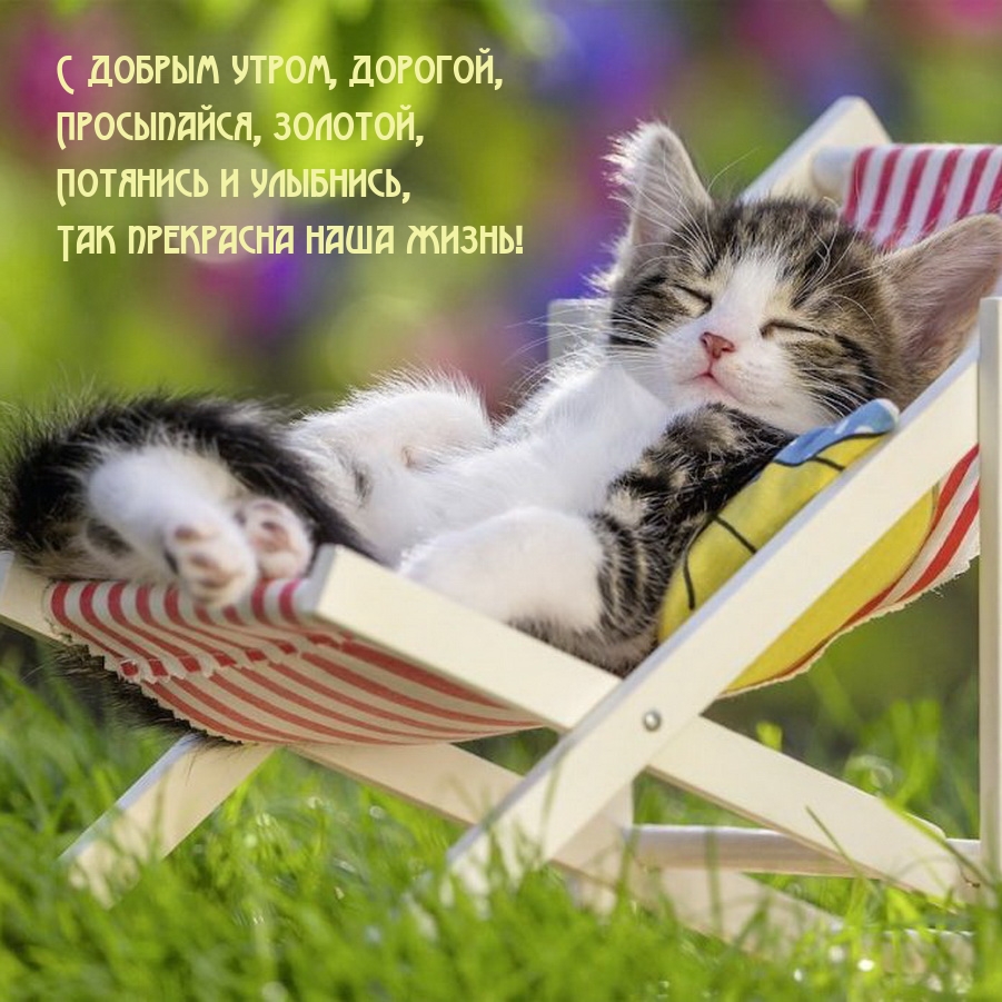 С добрым утром, дорогой, просыпайся, золотой