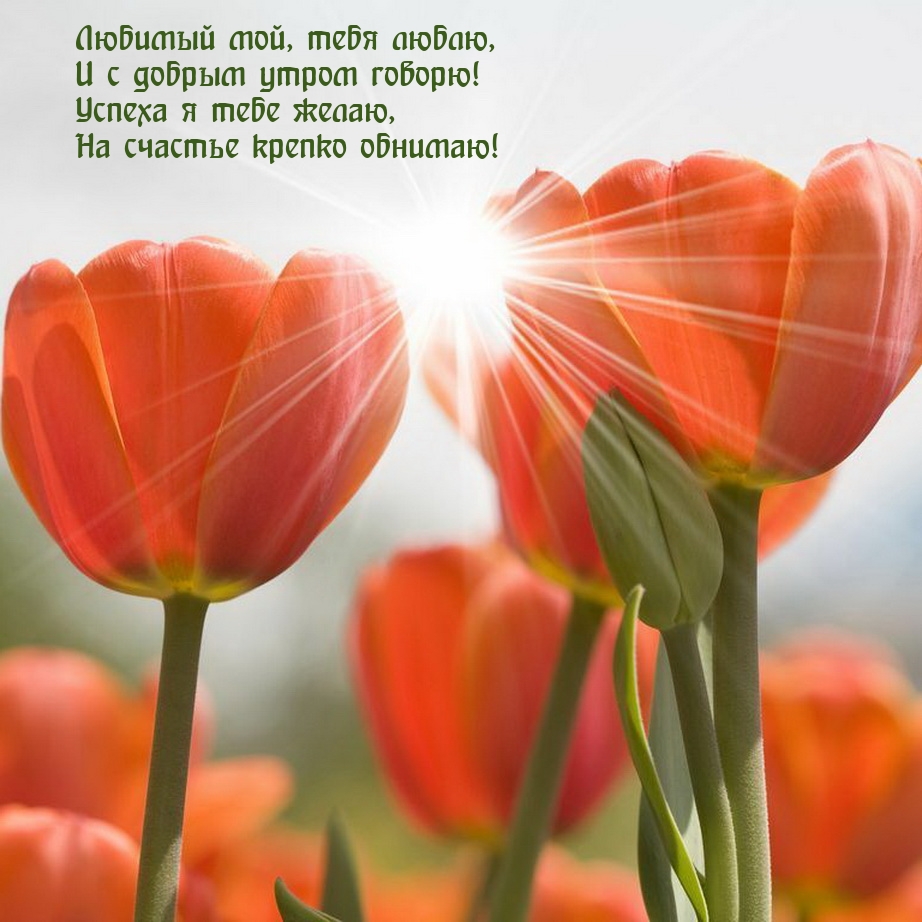 Любимый мой, тебя люблю, и с добрым утром говорю!