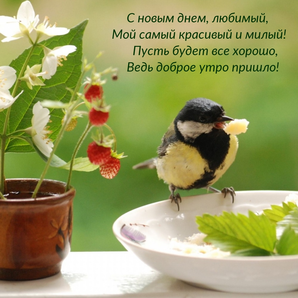 С новым днем, любимый, мой самый красивый и милый!