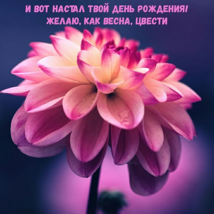 И вот настал твой день рождения! Желаю, как весна, цвести
