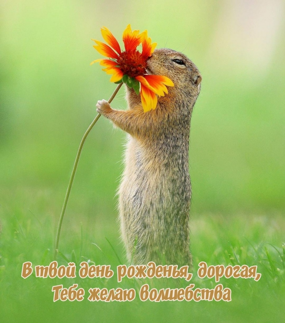 В твой день рожденья, дорогая, тебе желаю волшебства