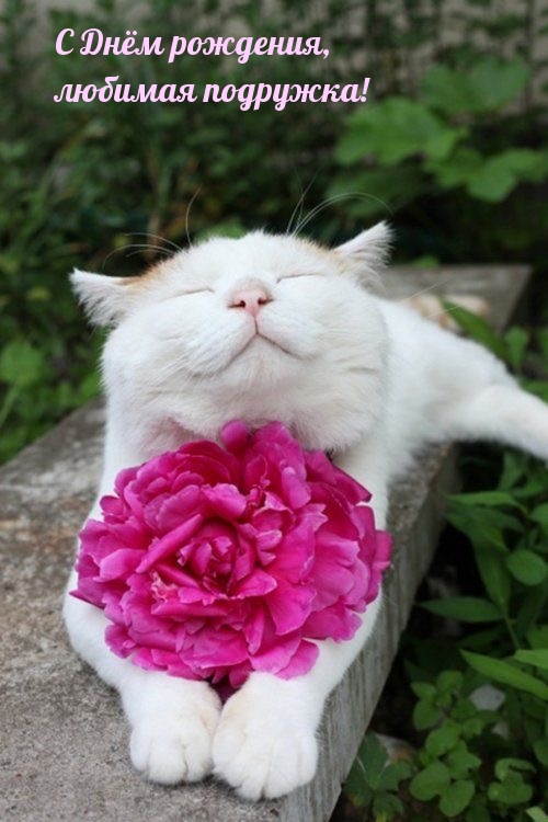 С Днём рождения, любимая подружка!