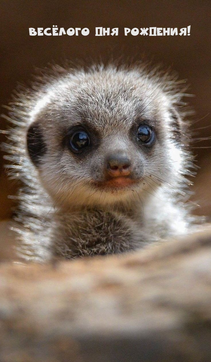 Весёлого Дня рождения!