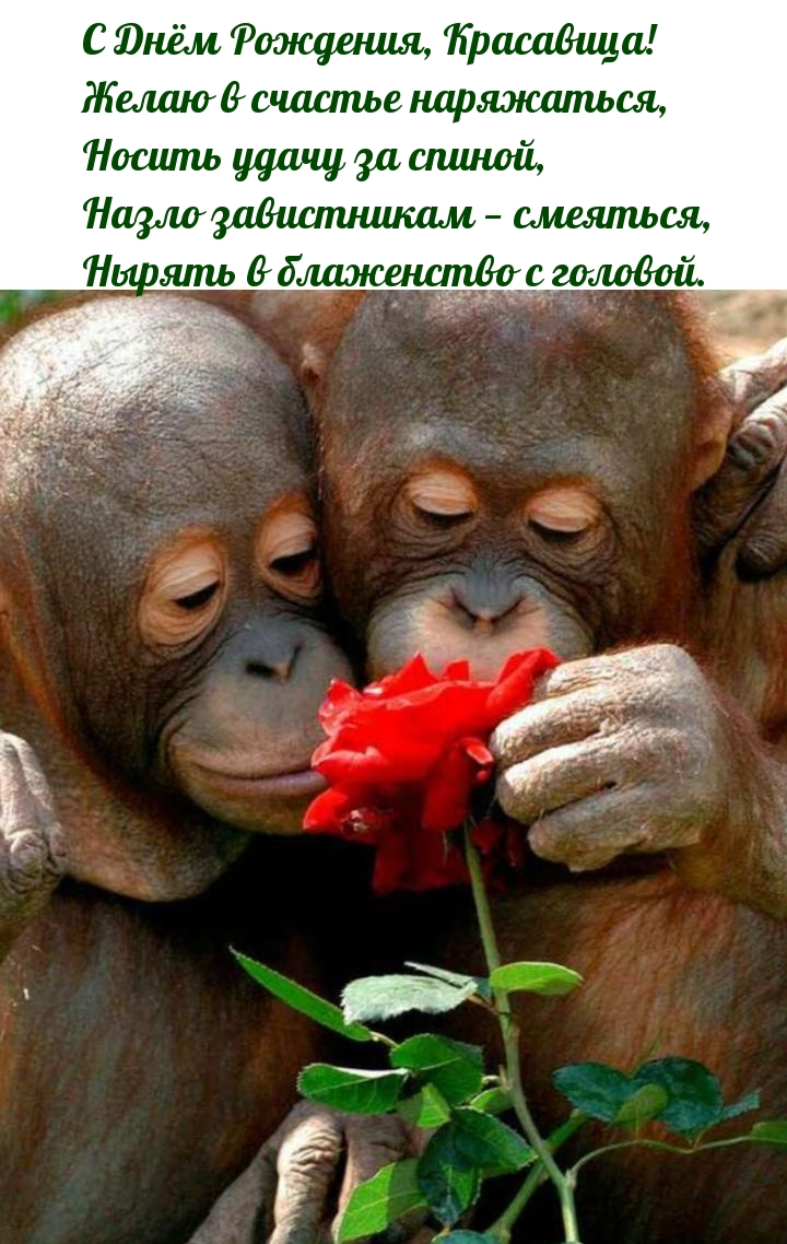 С Днём Рождения, Красавица! Желаю в счастье наряжаться