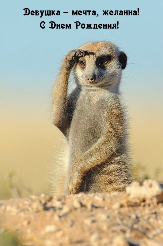 Девушка – мечта, желанна! С Днем Рождения!