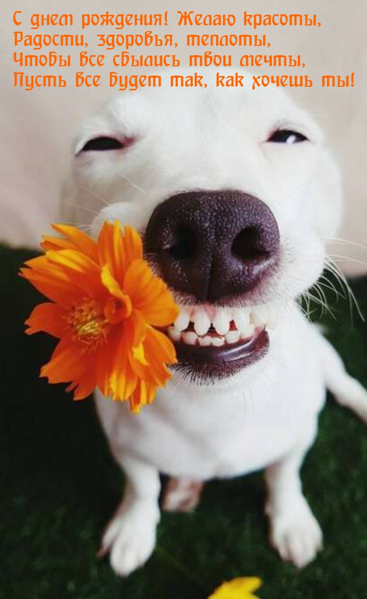 С днем рождения! Желаю красоты, радости, здоровья, теплоты
