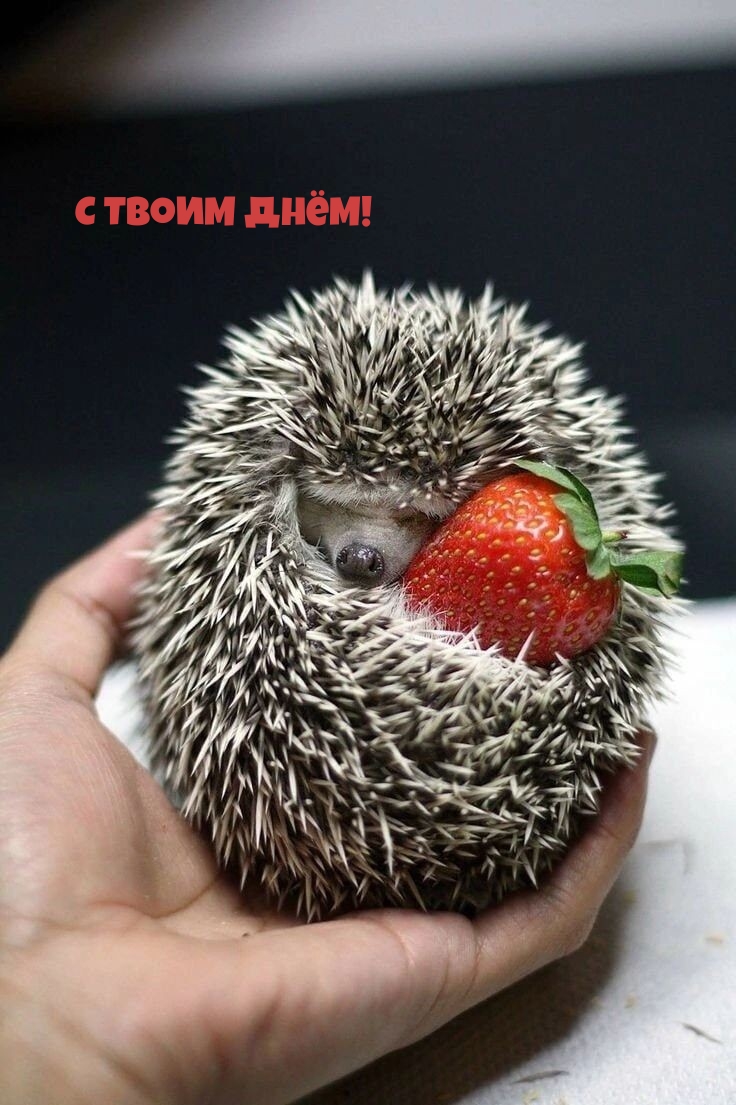 С Твоим Днём!