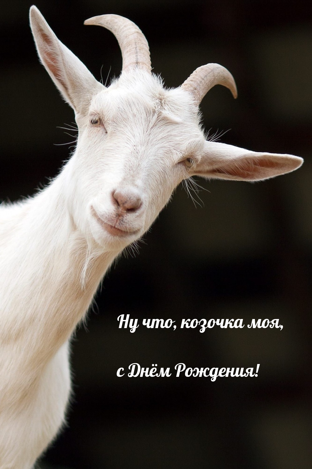 Ну что, козочка моя, с Днём Рождения!