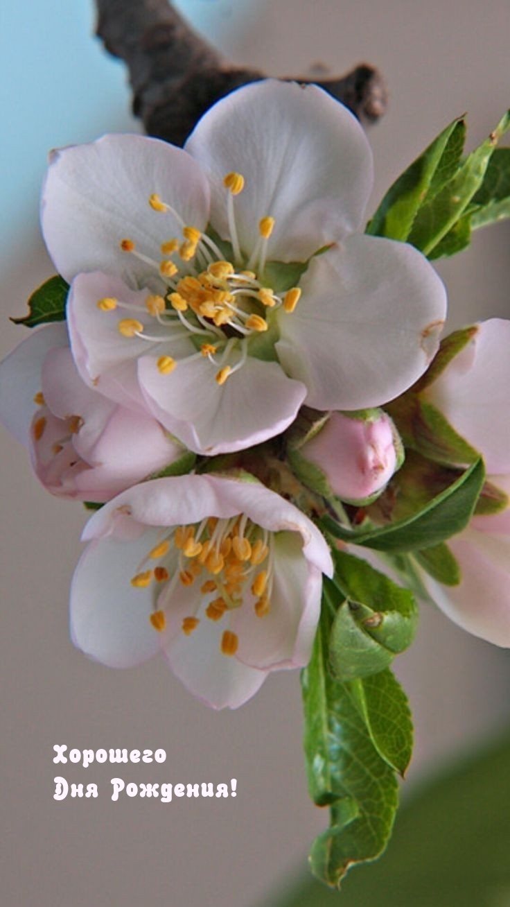 Хорошего дня рождения!