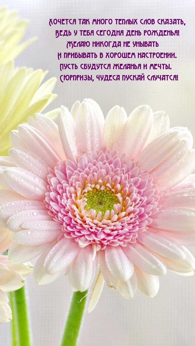 Хочется так много теплых слов сказать, Ведь у сегодня день рожденья!