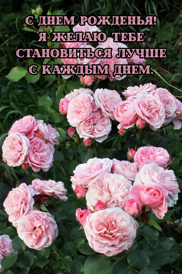 С днем рожденья! Я желаю становиться лучше с каждым днем.
