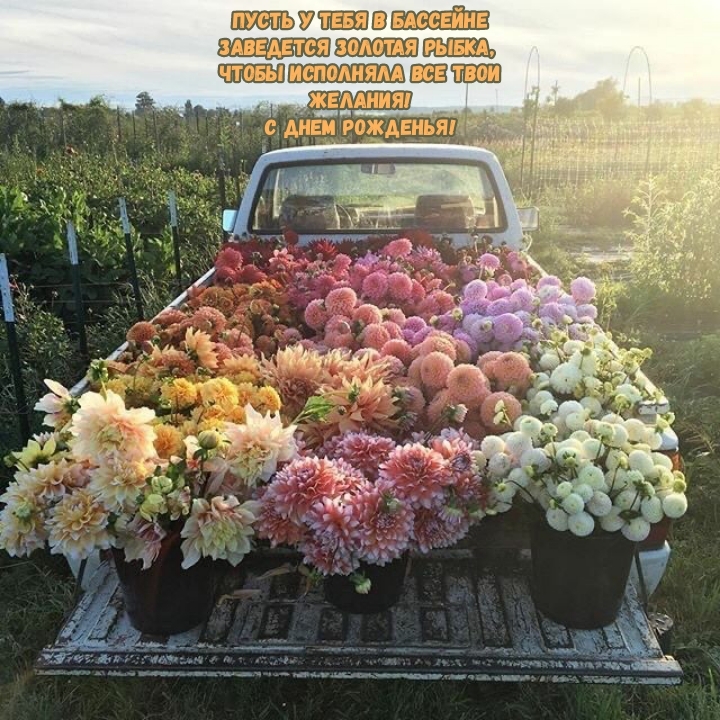 С днем рожденья! Пусть в бассейне заведется золотая рыбка