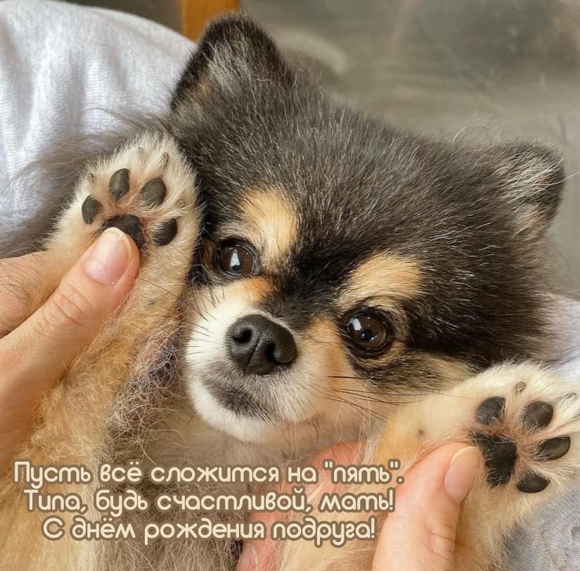 С днём рождения подруга! Пусть всё сложится на «пять»