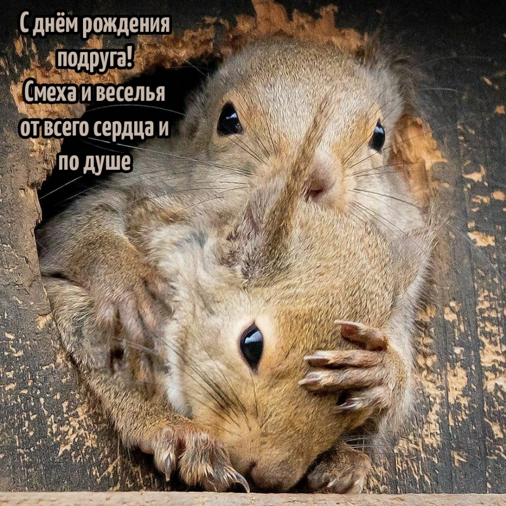 С днём рождения подруга! Смеха и веселья от всего сердца