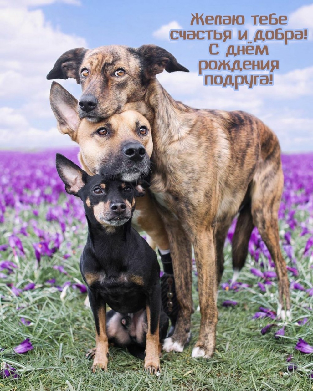 Желаю тебе счастья и добра! С днём рождения подруга!