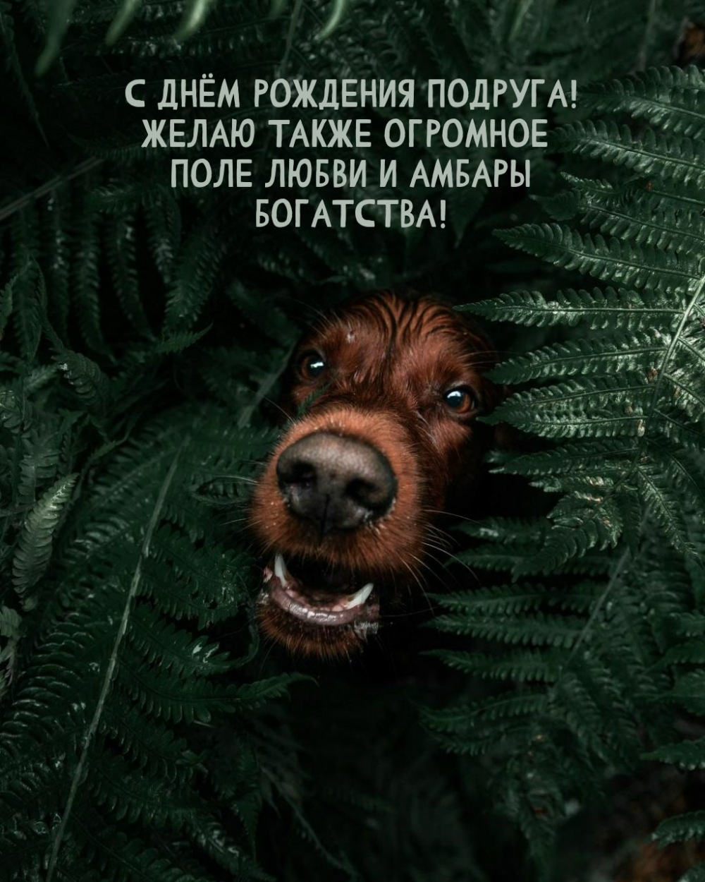 С днём рождения подруга! Желаю также огромное поле любви