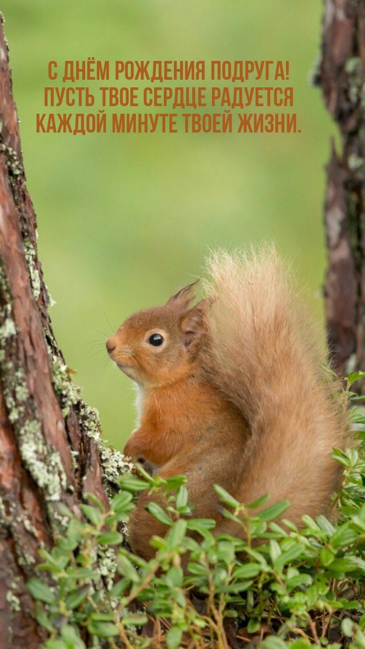 С днём рождения подруга! Пусть сердце радуется каждой минуте 