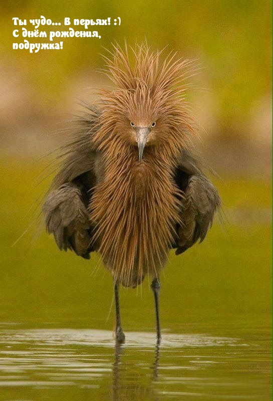 Ты чудо… В перьях! :) С днём рождения, подружка!