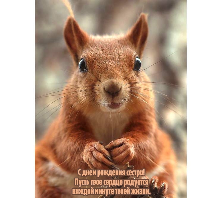 С днем рождения сестра! Пусть твое сердце радуется
