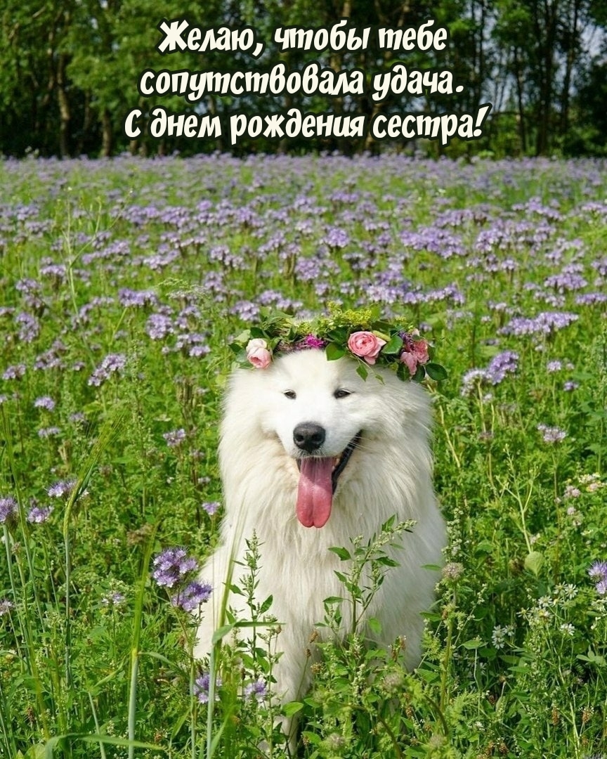 Чтобы тебе сопутствовала удача. С днем рождения сестра!