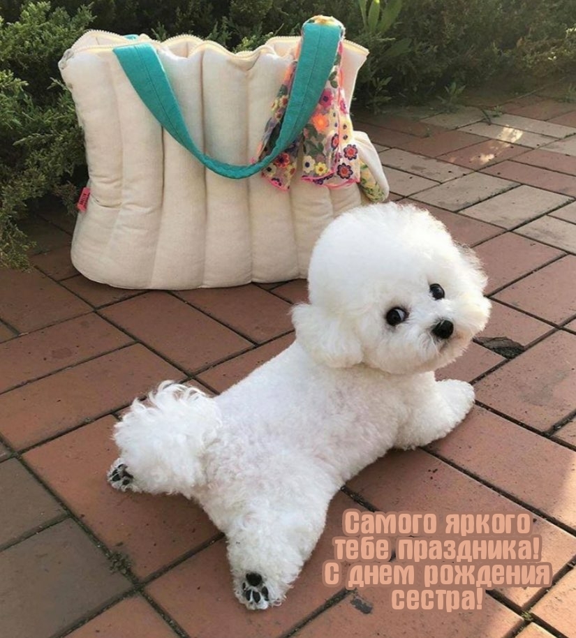 Самого яркого тебе праздника! С днем рождения сестра!