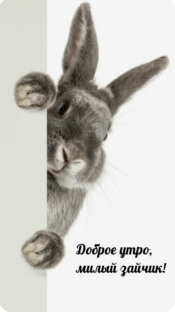 Доброе утро, милый зайчик!