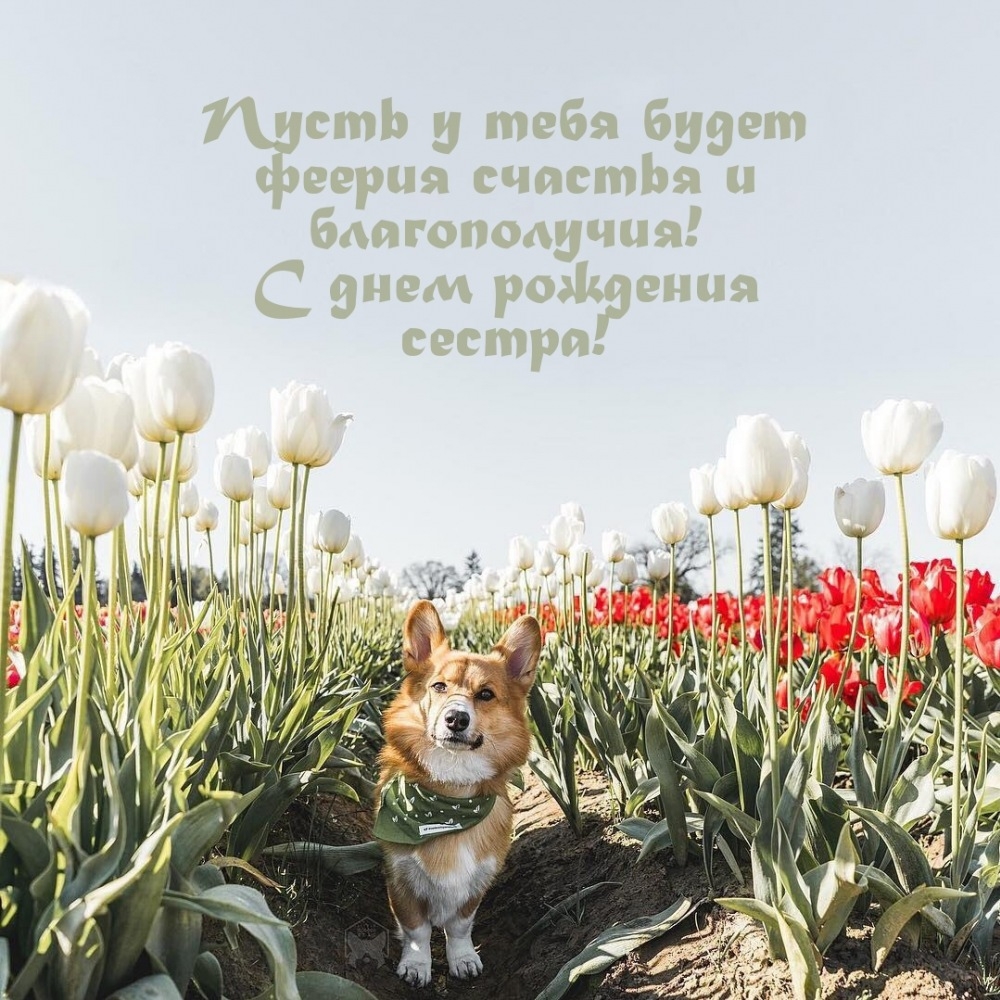 С днем рождения сестра! Пусть у тебя будет феерия счастья 