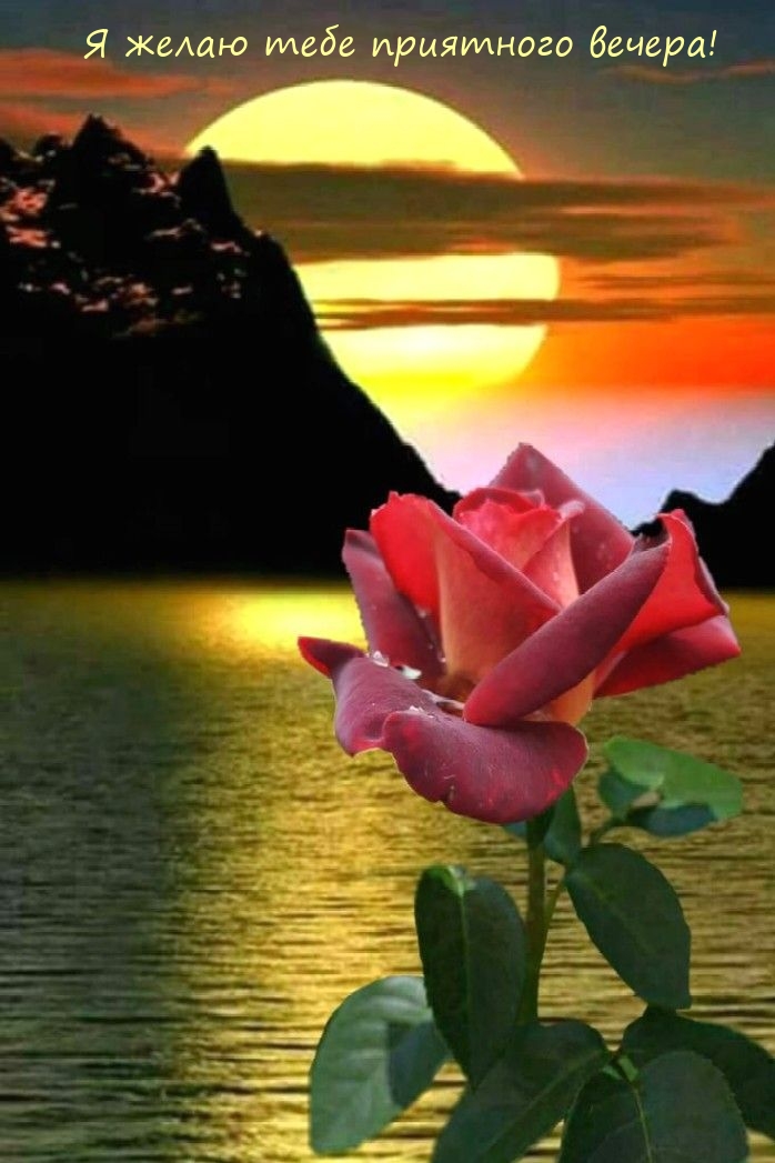 Я желаю тебе приятного вечера!