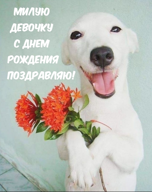 Милую девочку с днем рождения поздравляю!