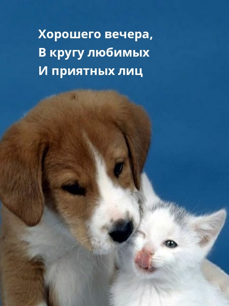 Хорошего вечера, в кругу любимых и приятных лиц