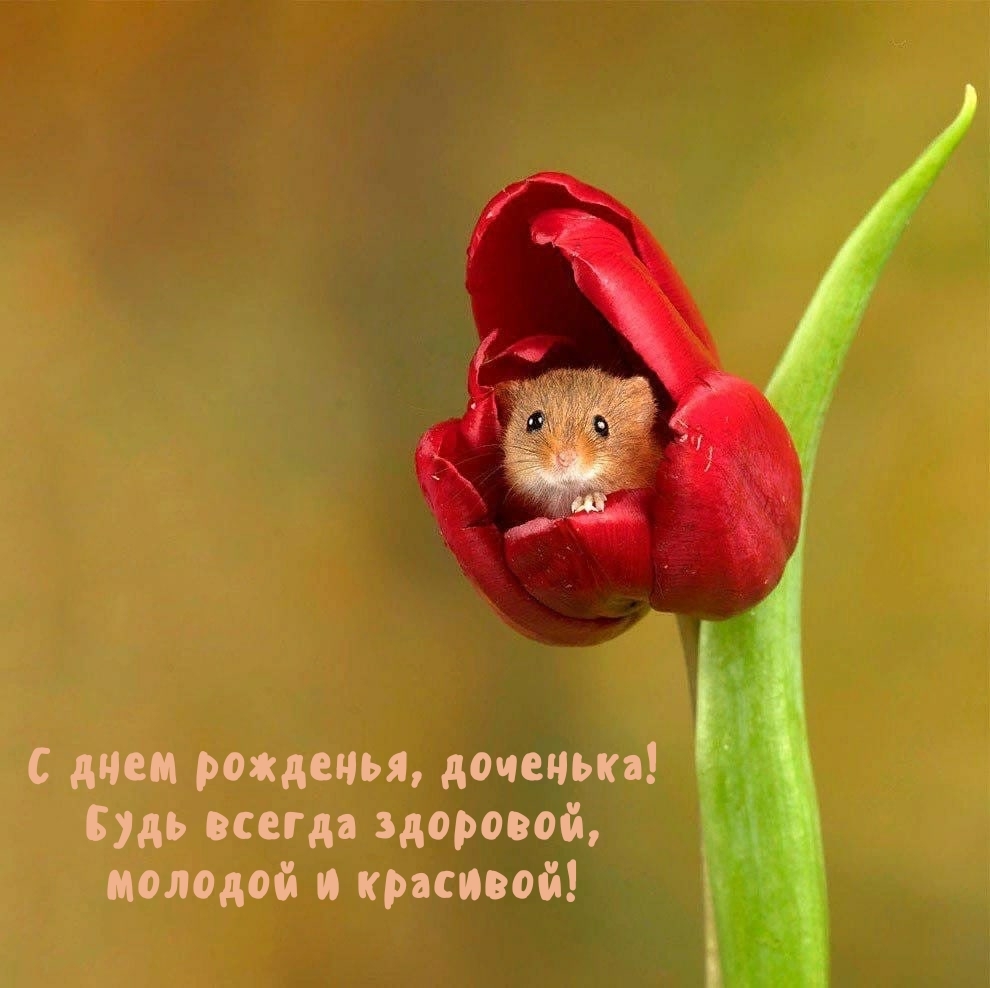 С днем рожденья, доченька! Будь всегда здоровой, молодой 