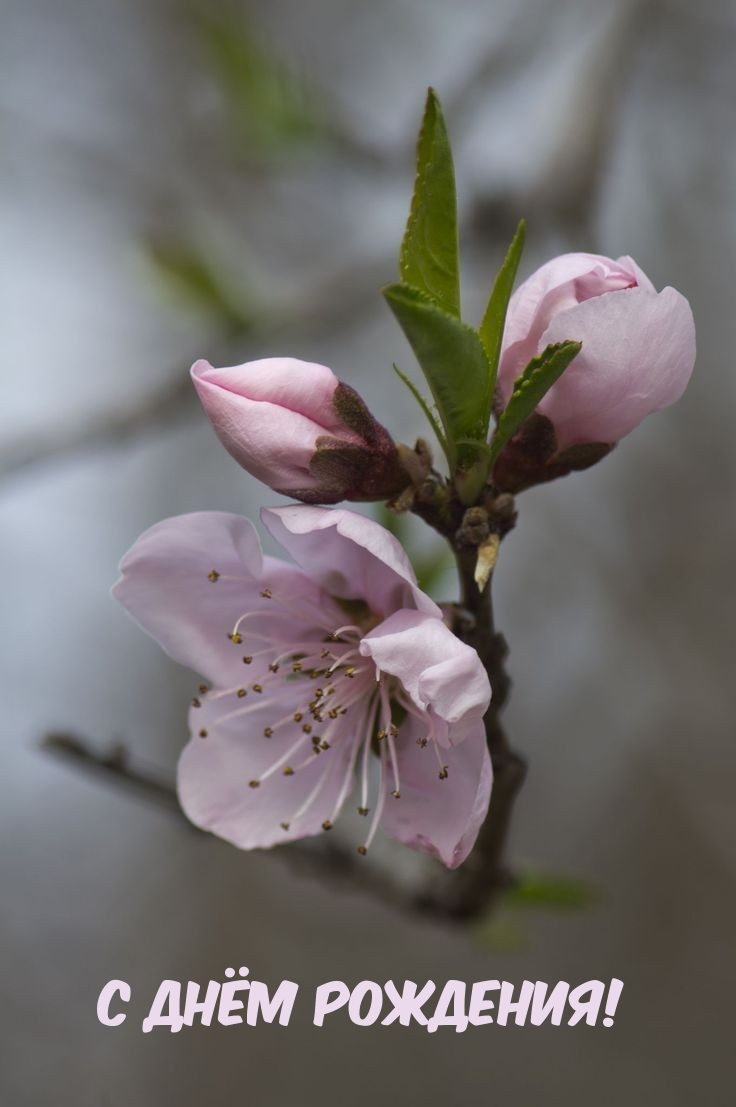 С Днём Рождения!