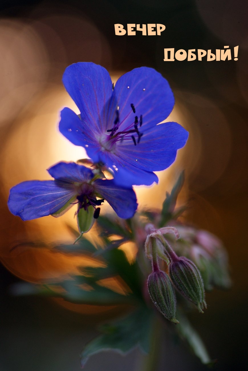 Вечер добрый!