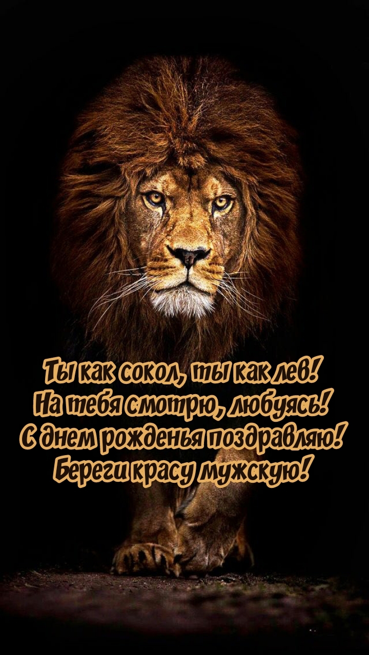 Ты как сокол, ты как лев! На тебя смотрю, любуясь!