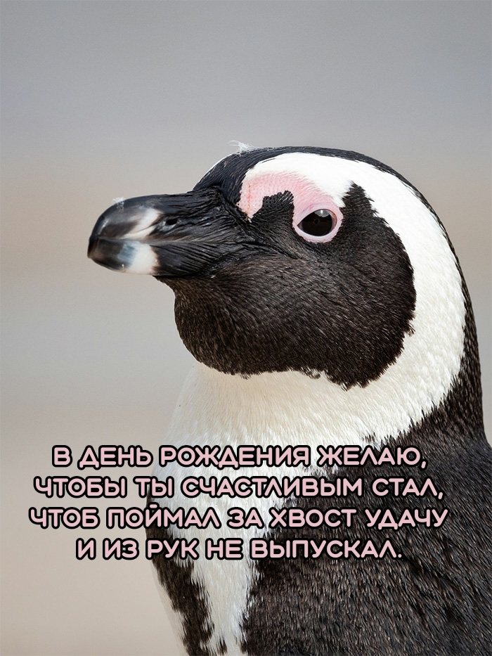 В день рождения желаю, чтобы ты счастливым стал