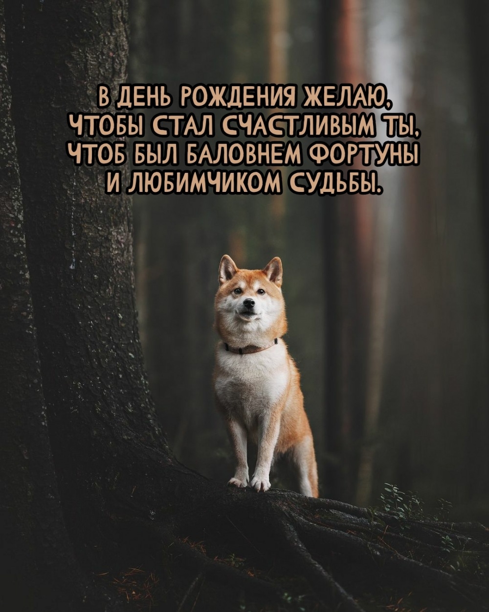 В день рождения пожелания силы, мужества прими.