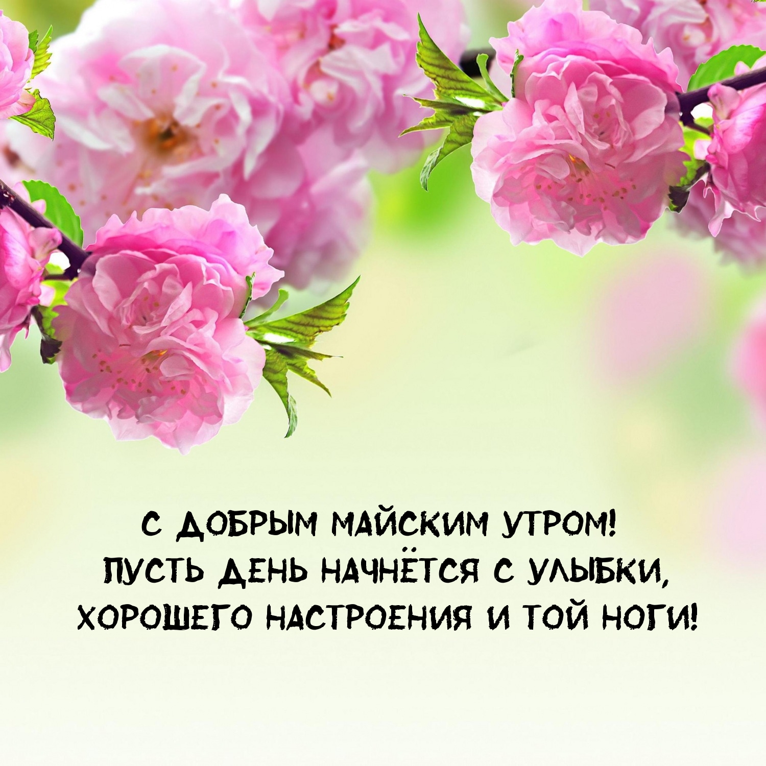 С добрым майским утром! Пусть день начнётся с улыбки