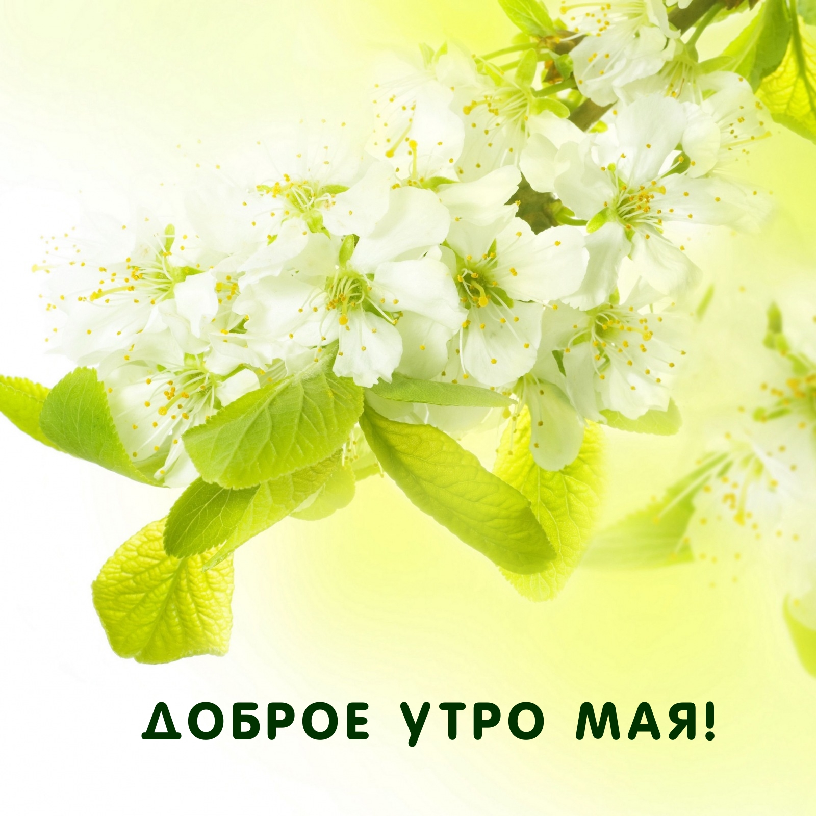 Доброе утро мая!