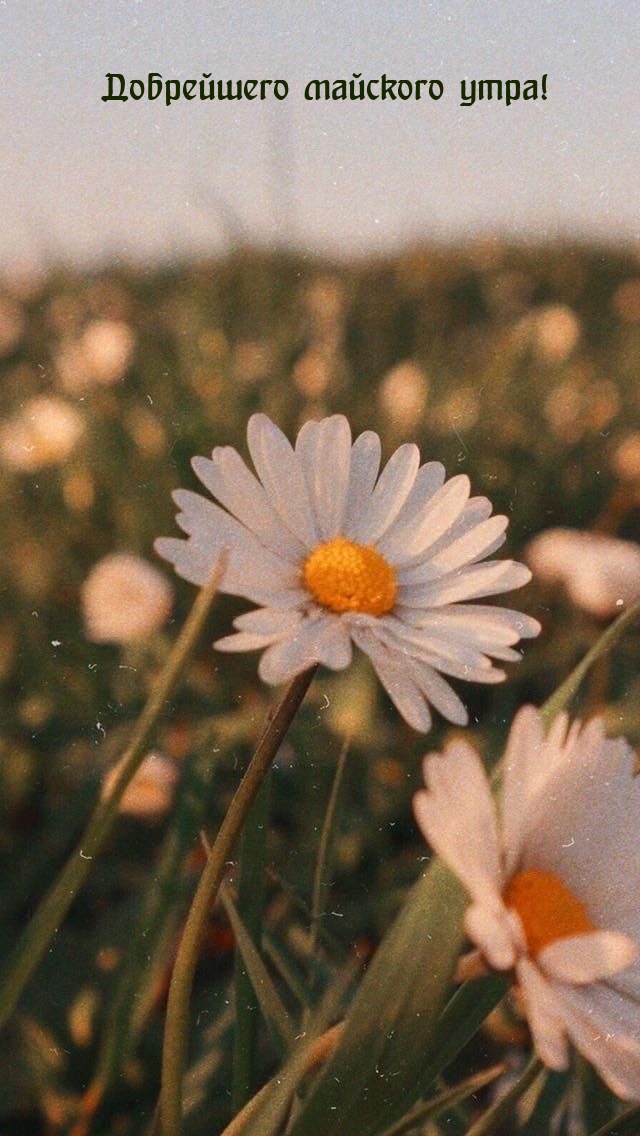 Добрейшего майского утра!