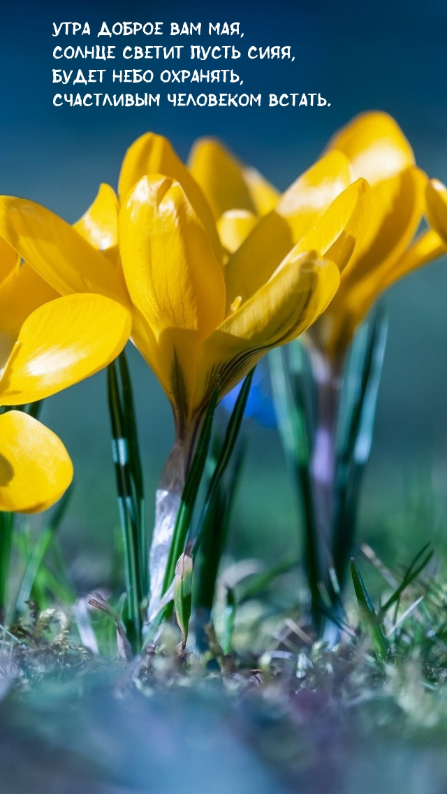 Утра доброе Вам мая, солнце светит пусть сияя