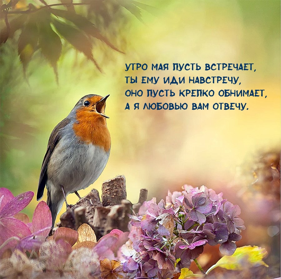 Утро мая пусть встречает, ты ему иди навстречу