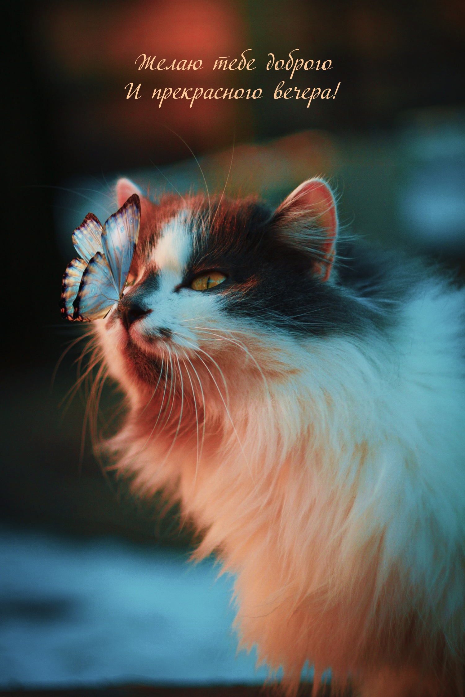 Желаю тебе доброго и прекрасного вечера!