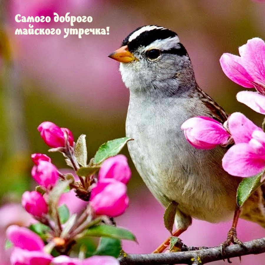 Самого доброго майского утречка!