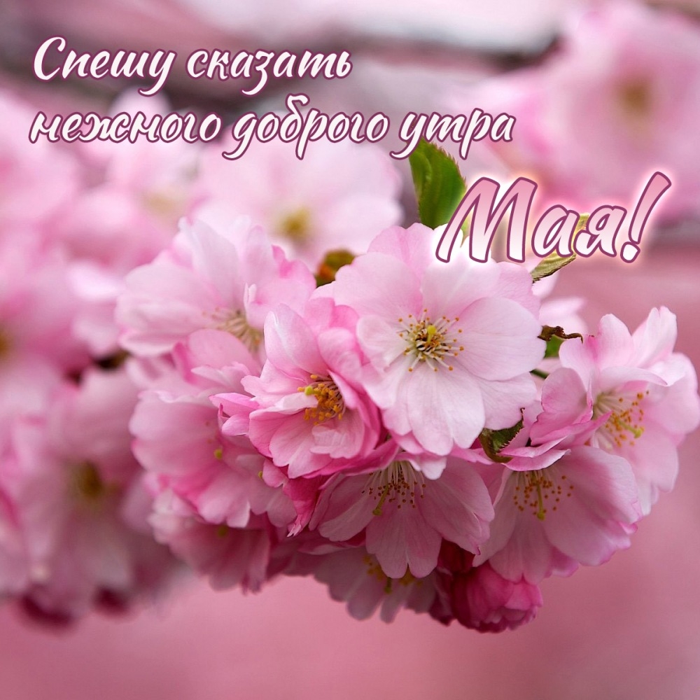 Спешу сказать нежного доброго утра мая!