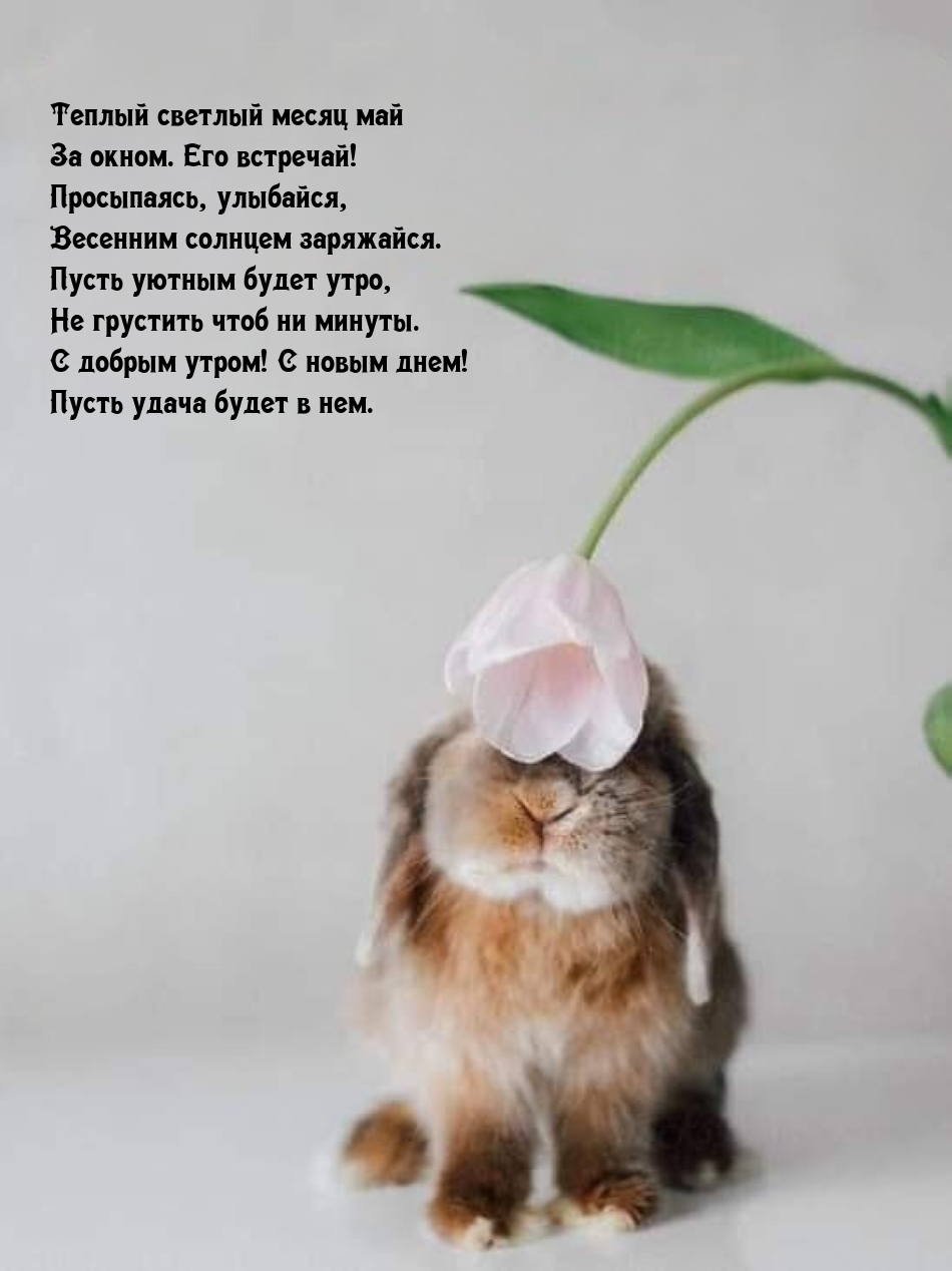 Теплый светлый месяц май за окном. Его встречай!