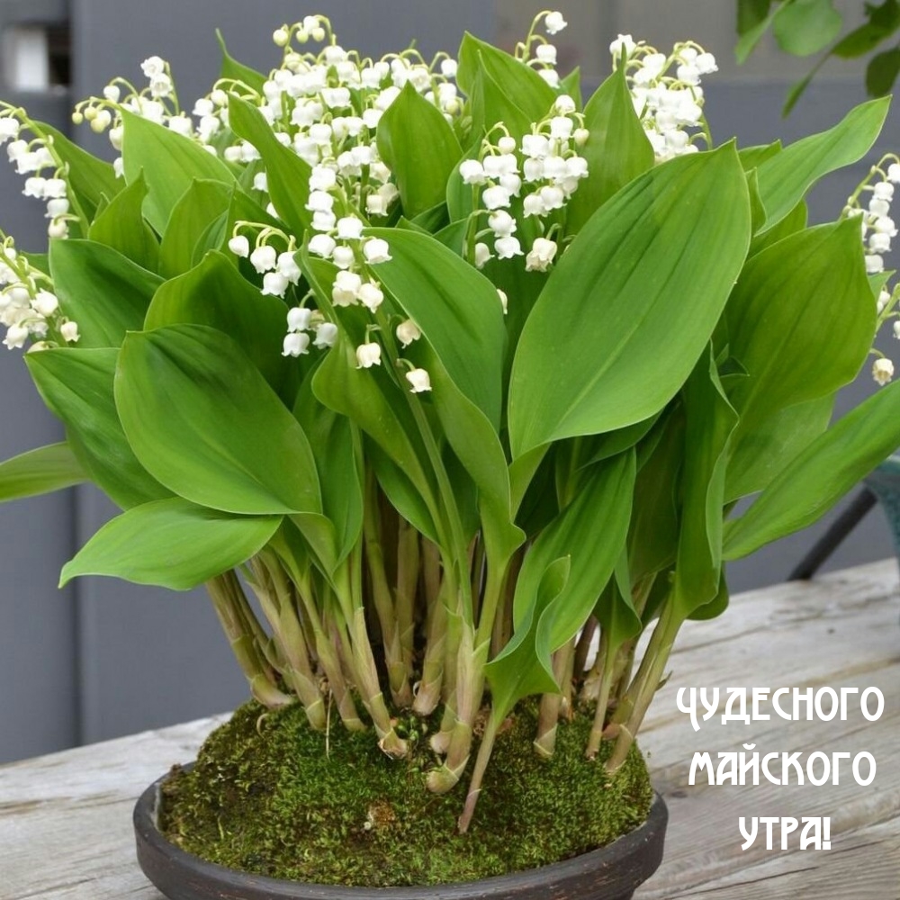 Чудесного майского утра!