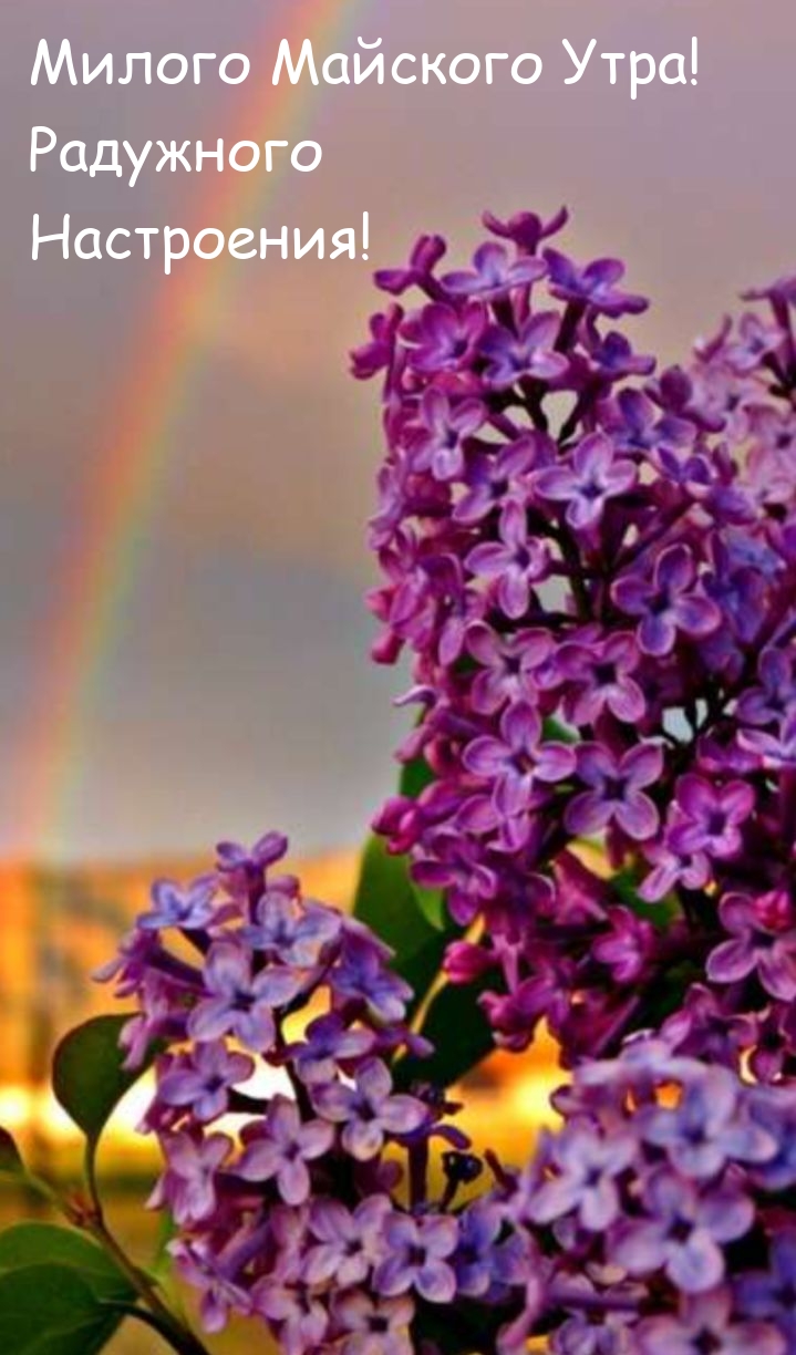 Милого Майского Утра! Радужного Настроения!