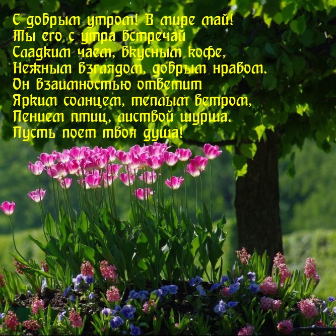 С добрым утром! В мире май! Пусть поет твоя душа!