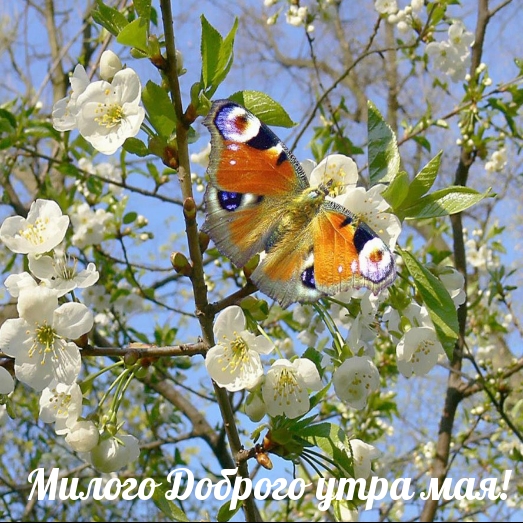 Милого Доброго утра мая!