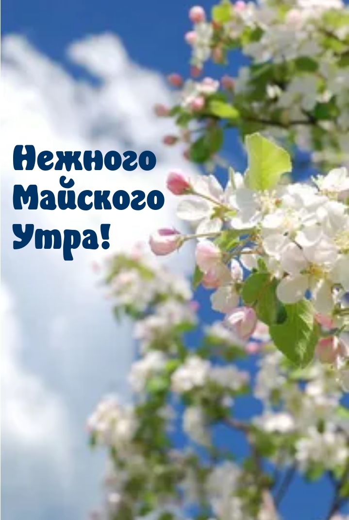Нежного Майского Утра!